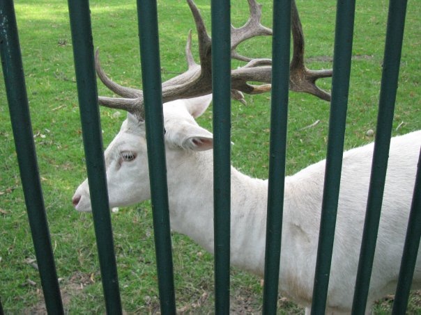 Разнообразие животного мира (фото 10)