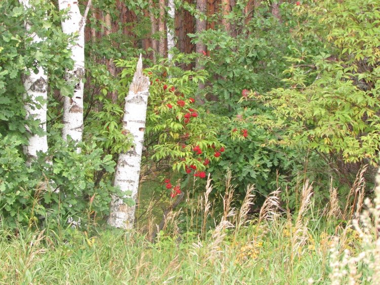 Путешествие в Нижегородскую область - часть 2 - Размещение в деревушке и прогулка по окресностям