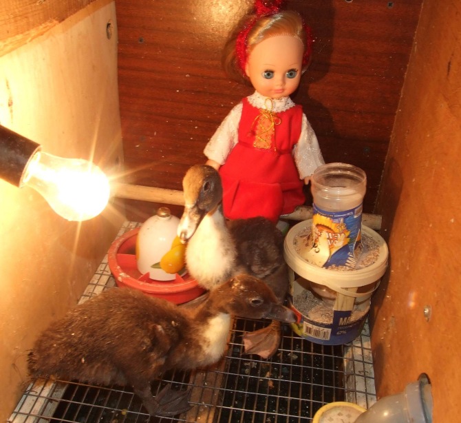 Цып-цып-цып, мои цыплятки, цып-цып-цып, мои утятки (фото 9)