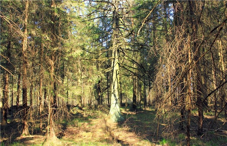 Савватьева Пустынь, Тверская область