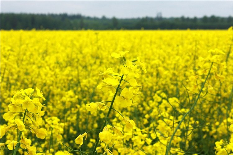 Солнечное поле. Twinkles Ella Chocolate (фото 2)