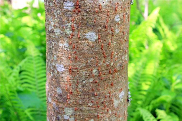 Затерянный Мир — Красивая природа и цветы: фото пейзажей (фото 10)