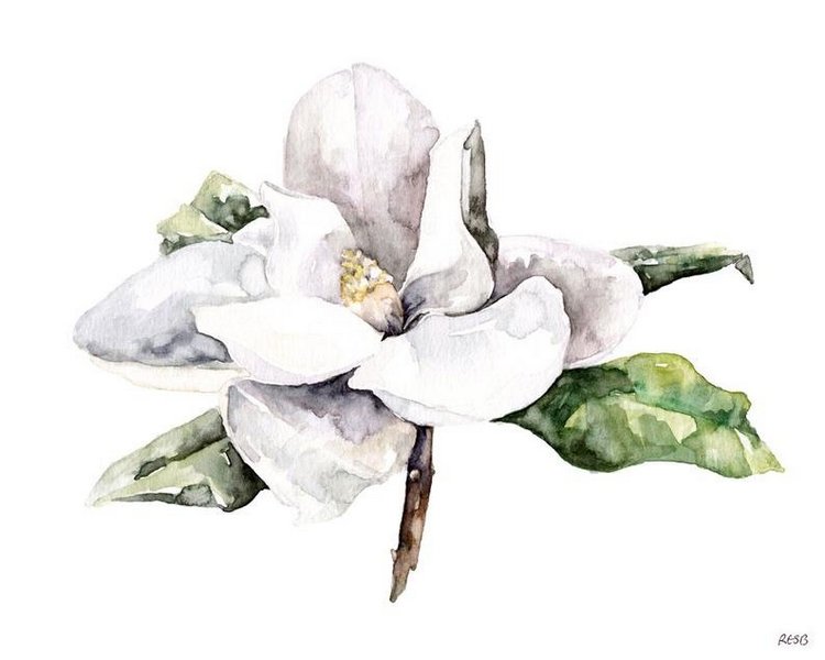 TheColorfulCatStudio - Иллюстрированная флора by Rachel Byler