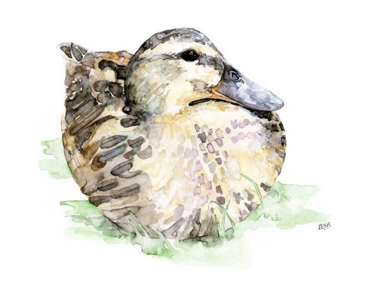 TheColorfulCatStudio - Иллюстрированная фауна by Rachel Byler