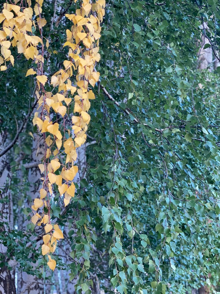 Варя в Березовой роще. Fabbi Chibbi Meadow dolls | Бэйбики Варя в Березовой роще. Fabbi Chibbi Meadow dolls (фото 2)