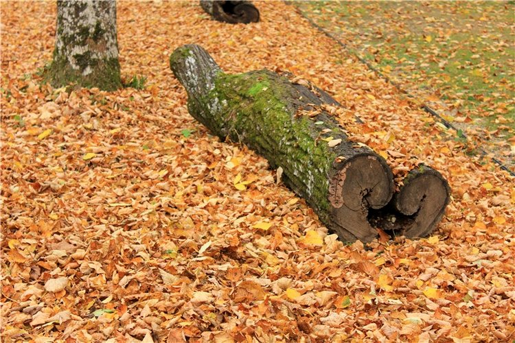 Золотая Осень в Берново с Имани. Mini Imani от Kaye Wiggs