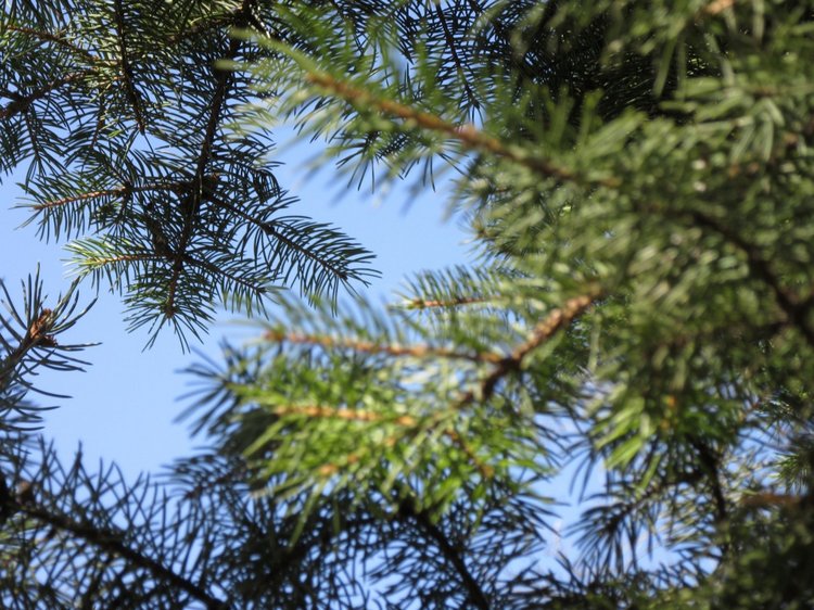 Пробуждение весны — Куклы Takara Tomy (Такара): Licca (Ликка) (фото 4)