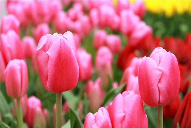 Тюльпановый Рай, продолжение. Выставка тюльпанов в Твери. Mini Layla elf Sunkissed skin от Kaye Wiggs