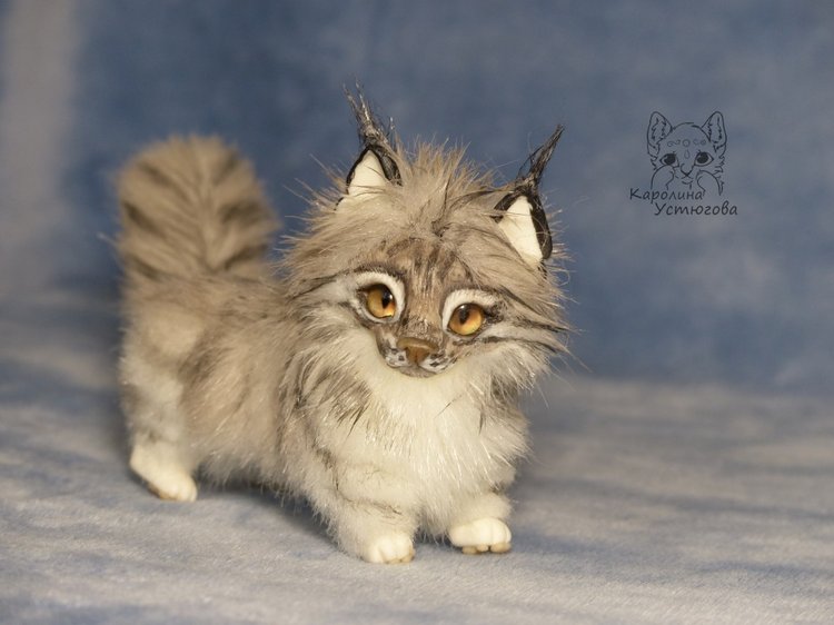 Мейн-ку́н, миниатюра. Серебристый окрас (фото 2)