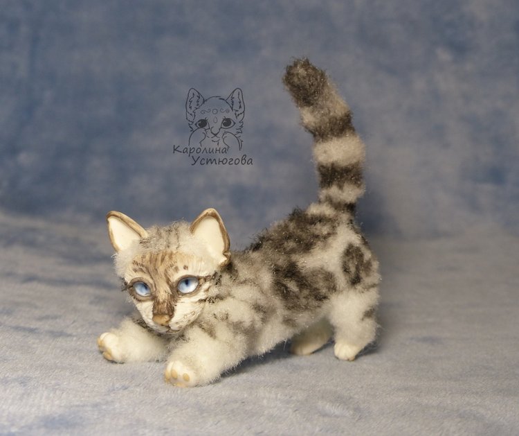 Бенгальская кошка, серебристая (фото 9)