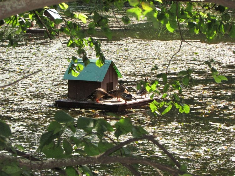 Малышня на прогулке в Бирюлёвском дендропарке