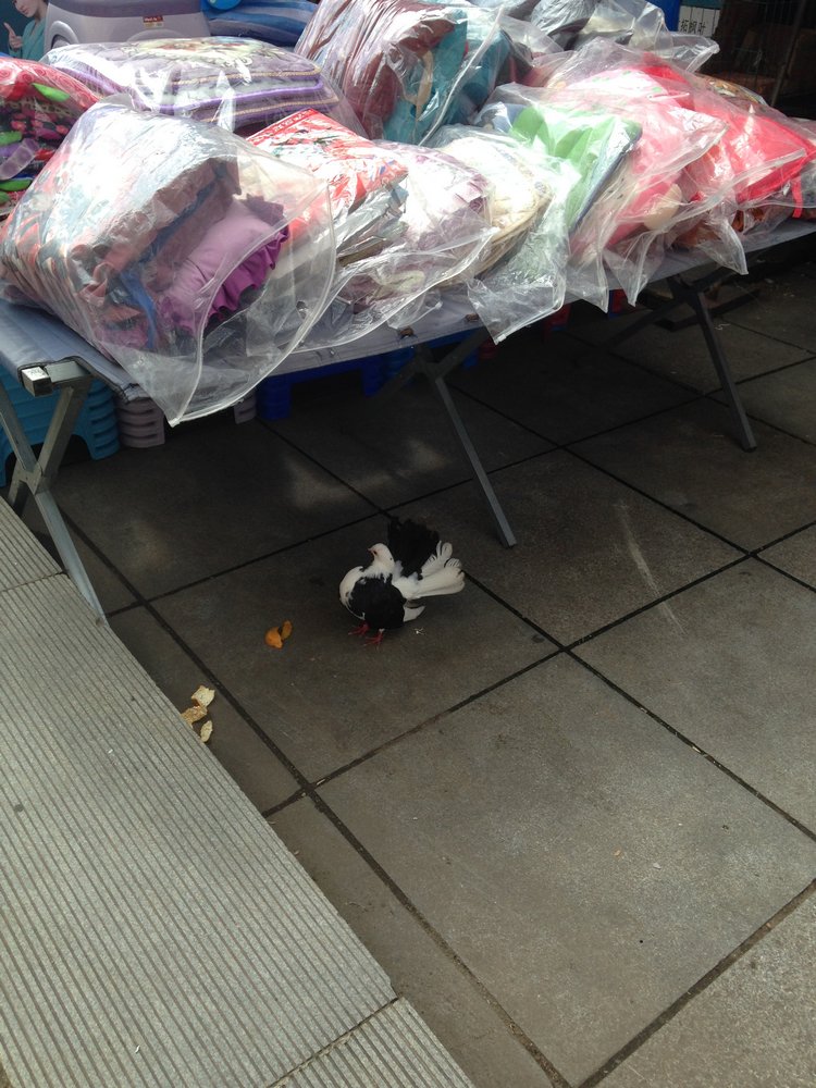 Курица не птица, Китай не заграница. Много фото, небольшая экскурсия