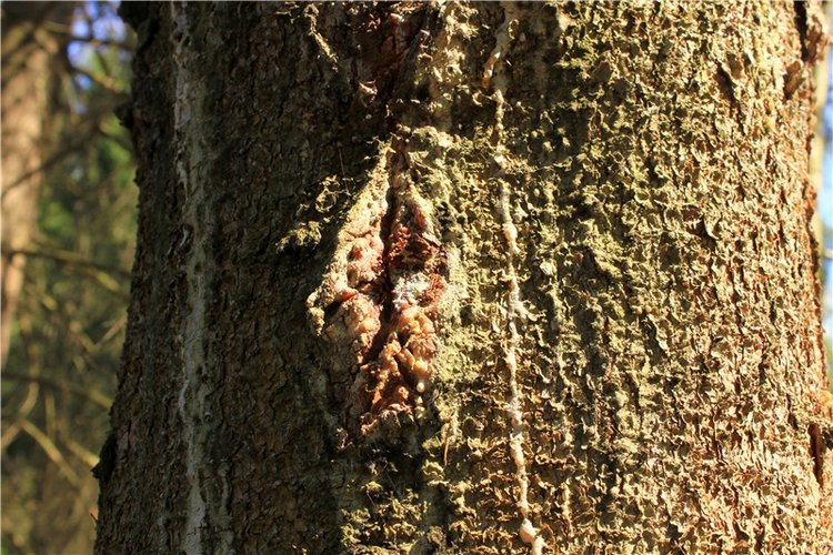 Савватьева Пустынь, Тверская область