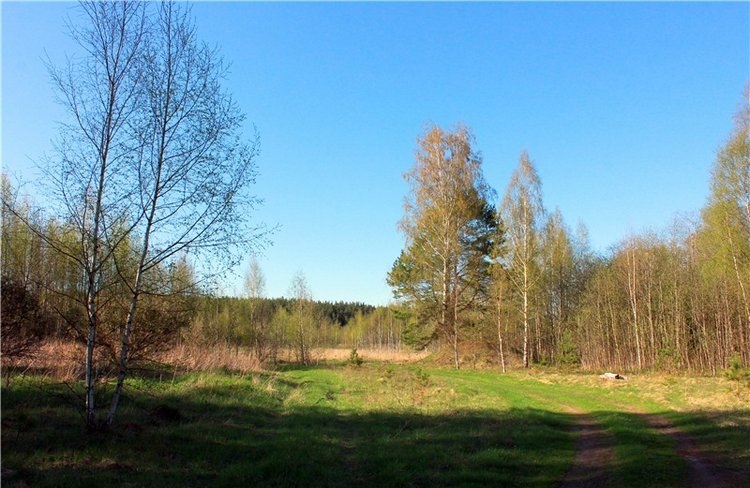 Прогулка Софи. Lati HoneyBee New Mystic Sophie | Бэйбики Прогулка Софи. Lati HoneyBee New Mystic Sophie