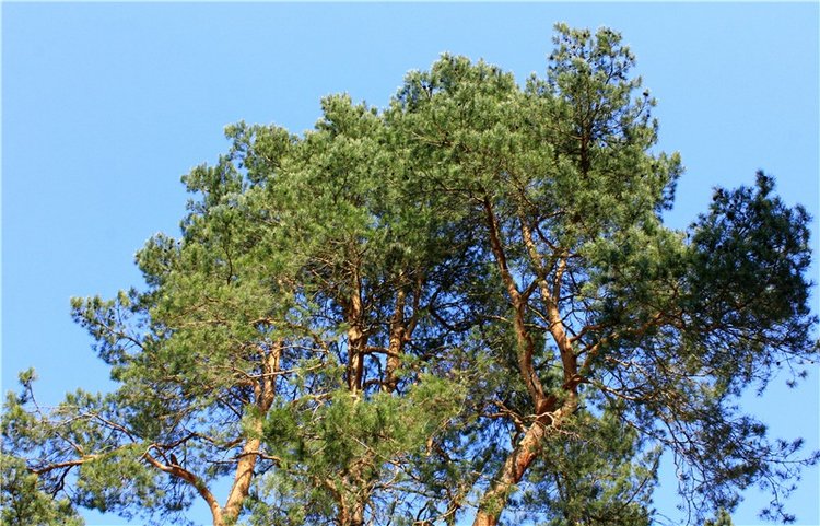 Савватьева Пустынь, Тверская область