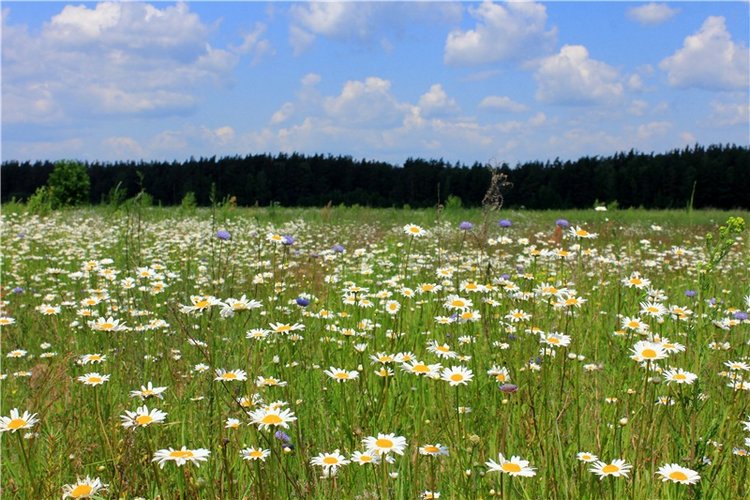 Путешествие Катрин. Katrin, Stoffpuppe Doll, Kathe Kruse