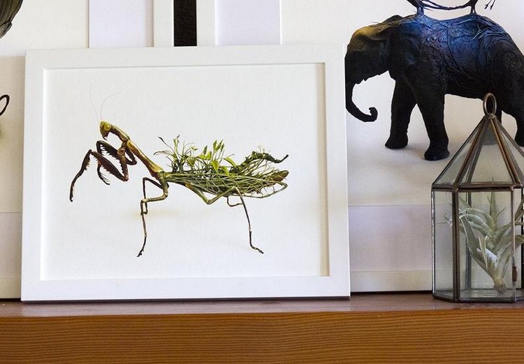 EllenJewettPrintShop - "Сюрреалистическая естественная история" by Ellen Jewett (фото 6)