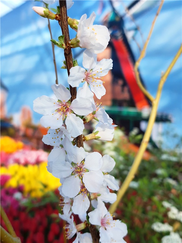 Выставка тюльпанов в Твери