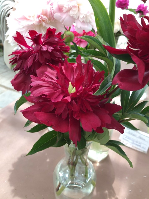 Тони Старк: приключения без брони. И снова Аптекарский огород | Бэйбики Тони Старк: приключения без брони. И снова Аптекарский огород