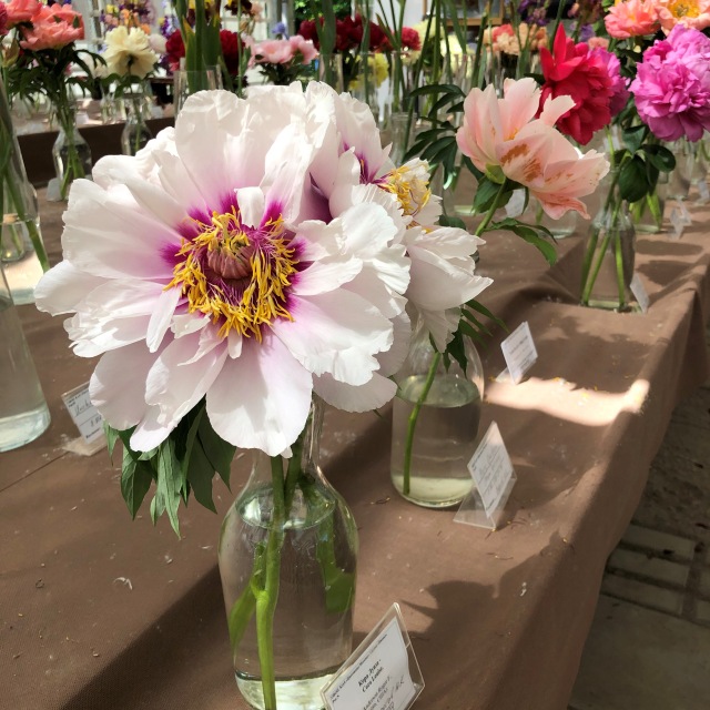 Тони Старк: приключения без брони. И снова Аптекарский огород | Бэйбики Тони Старк: приключения без брони. И снова Аптекарский огород