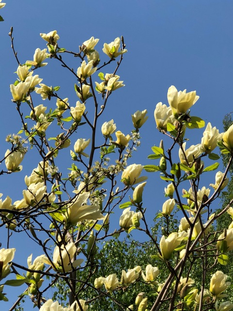 Тони Старк: приключения без брони. Был месяц май, половина вторая