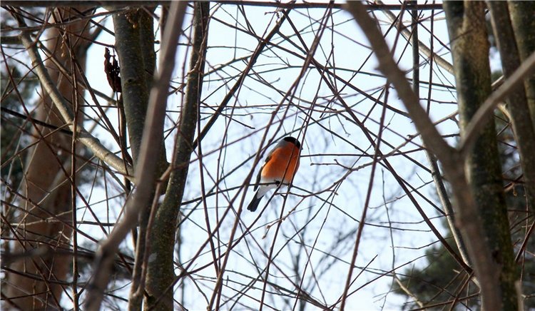 В поисках Синей птицы. Merle от Sissel Bjorstad Skille, Фирмы Götz