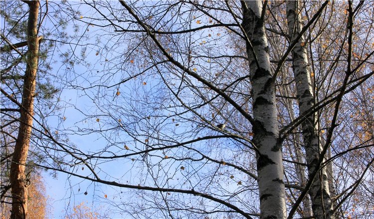 Ромашковый октябрь. Zwergnase Mischa