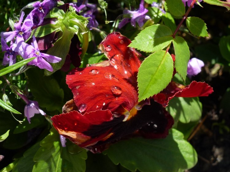 Сочи-Адлер: Южное Взморье - Мои любимые куколки на отдыхе