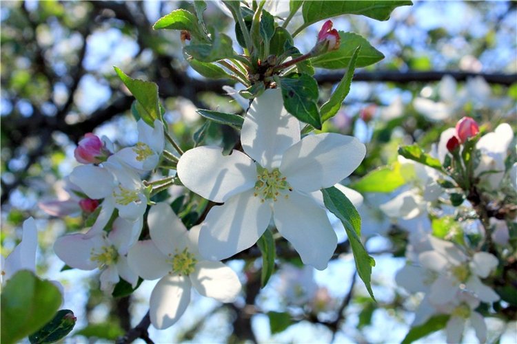 Дивная Весна — Куклы Zwergnase (Цвергназе/Цверги): фото (фото 8)