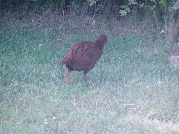 Увлекательное путешествие по Новой Зеландии