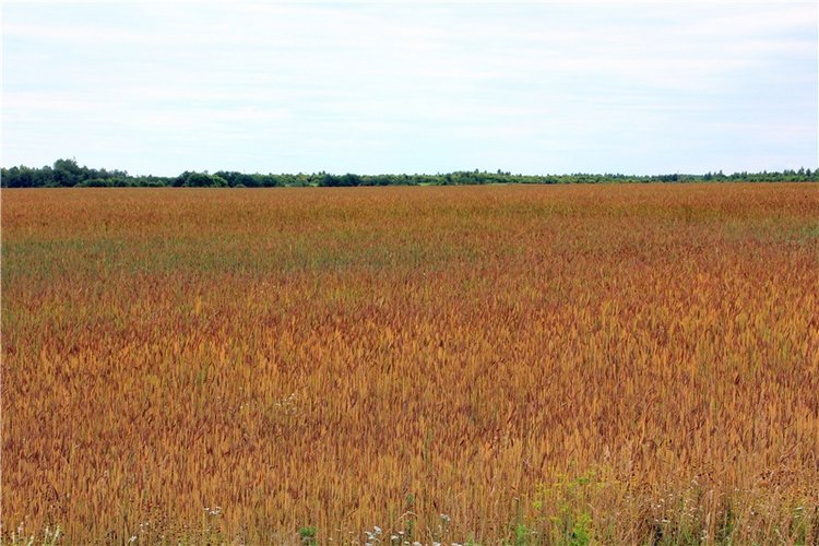 Подарок для Бенни | Бэйбики Подарок для Бенни — Куклы Iplehouse (Иплхаус): BJD (БЖД)