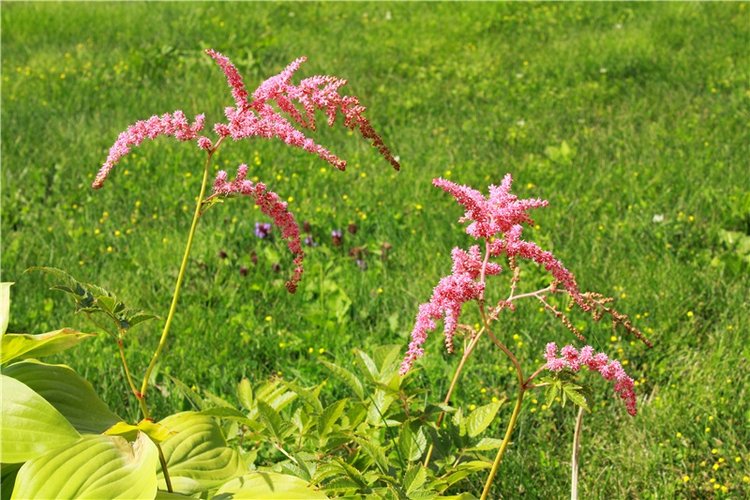 Любимая Старица. Свято-Успенский мужской монастырь