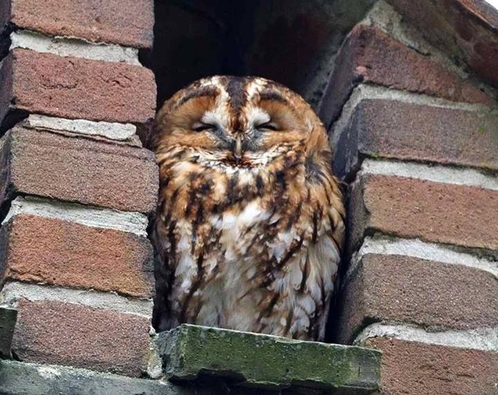 Любительские и профессиональные фотографии Сов (выпуск 2)