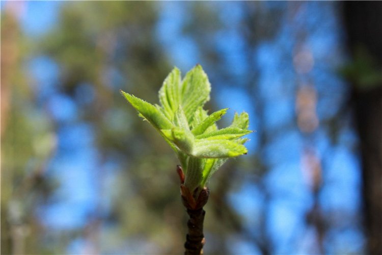 Весенняя Фея. Kyrra Fair Meadow doll | Бэйбики Весенняя Фея. Kyrra Fair Meadow doll