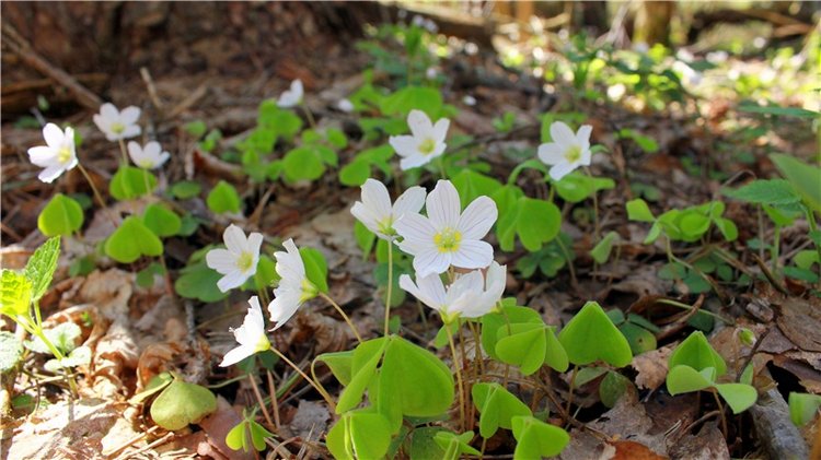 Весенняя Фея. Kyrra Fair Meadow doll | Бэйбики Весенняя Фея. Kyrra Fair Meadow doll