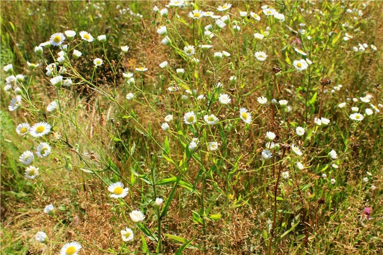 Эдельвейс на пленэре — Антикварные куклы ABG (Alt