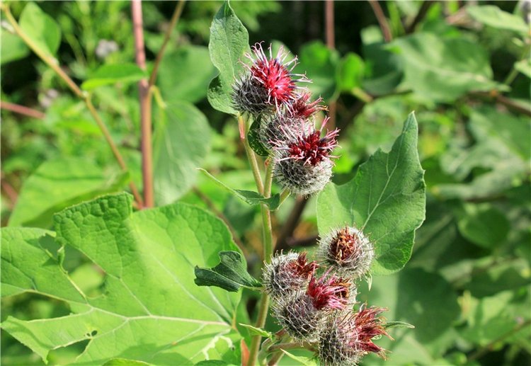 Июльское путешествие в Старицу, продолжение