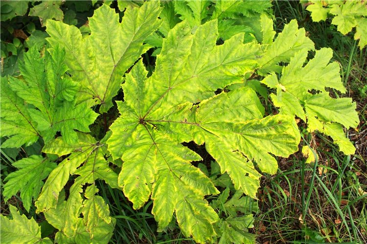 Августовское путешествие в "Сад Камней" | Бэйбики Августовское путешествие в "Сад Камней"