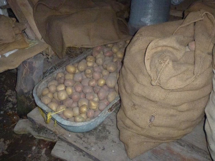 Отдых в деревне с Джой — Туризм и путешествия: фотоотчеты из поездок