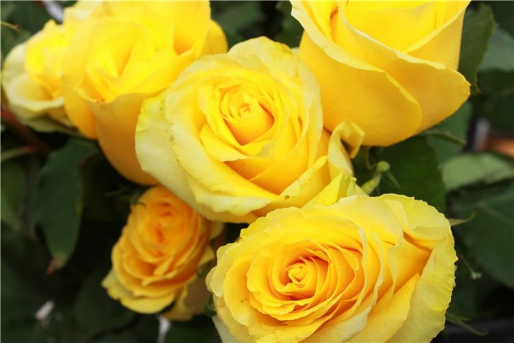 Выставка тюльпанов в Твери