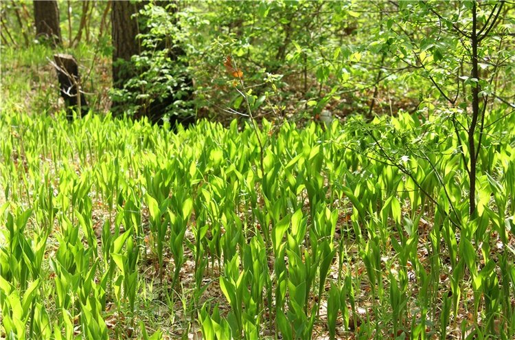 Женя-путешественница — Советские винтажные куклы (СССР): Ленигрушка