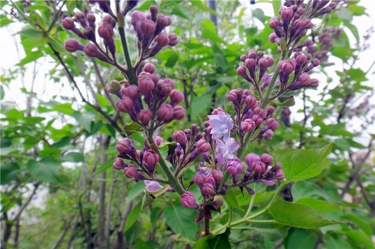 Милый мой город. Прогулка по Твери