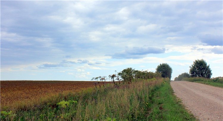 Подарок для Бенни | Бэйбики Подарок для Бенни — Куклы Iplehouse (Иплхаус): BJD (БЖД)