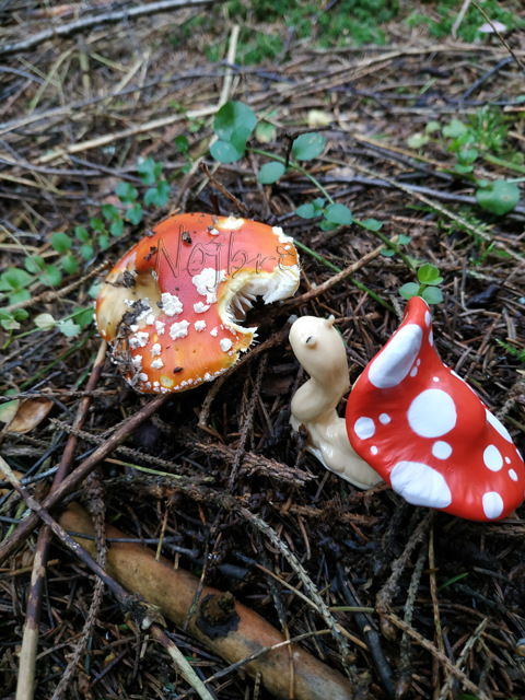 Wonderfrog. Красота в простоте. Часть 2