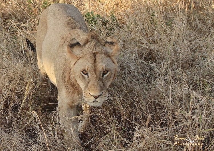 Любителям природы - профессиональные фотографии (выпуск 4)