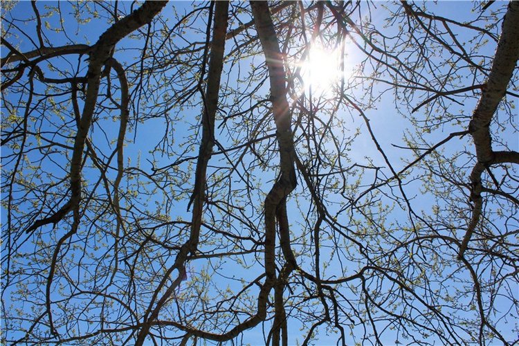 Путешествие Софи в Старицу, продолжение. Lati HoneyBee New Mystic Sophie