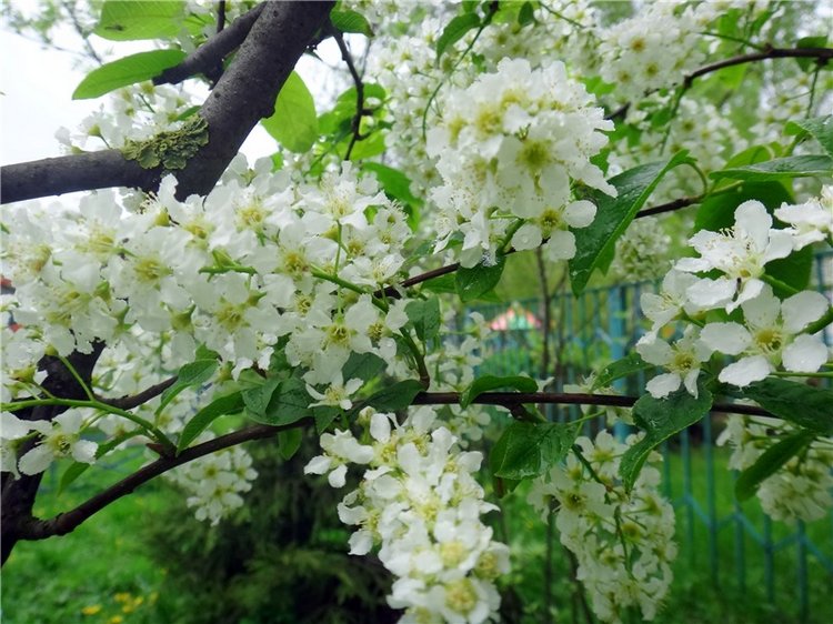 Просто Весна — Красивая природа и цветы: фото пейзажей