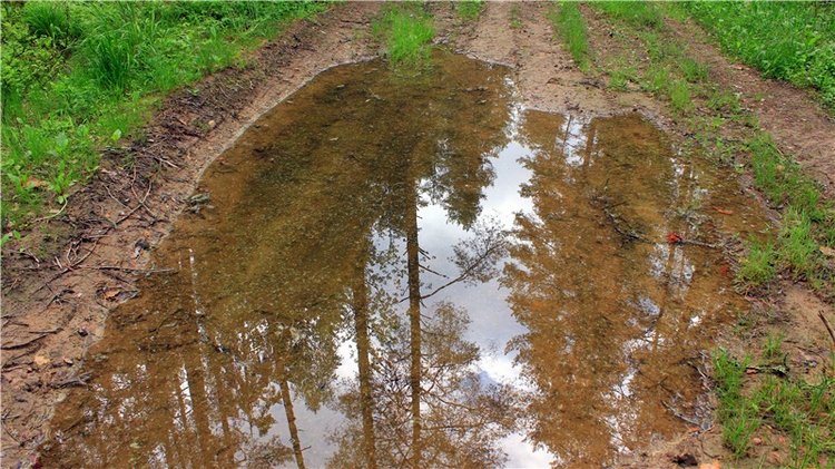 Ландышевый Лес. Twinkles Ella Chocolate