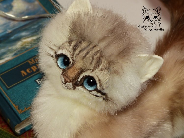 Котенок породы : Невский Маскарадный, окрас сил тэбби пойнт