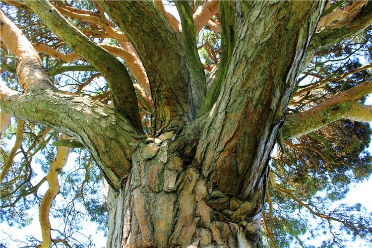 Иванишинская сосна — Культура